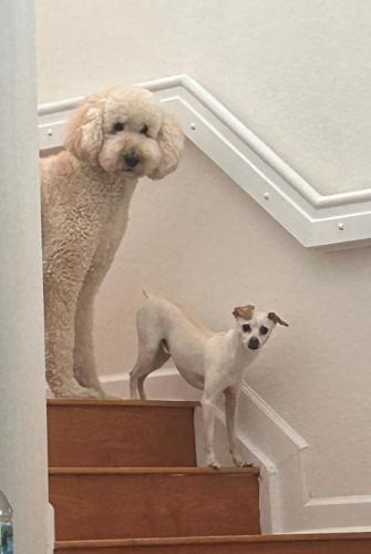 a dog and a poodle standing on the stairs at Mia in Miami