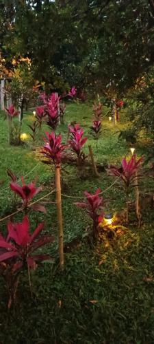 a group of pink flowers in a field at Eco Hostel y Cabañas Duck House in La Vega