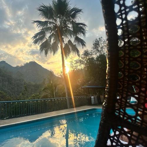 a palm tree sitting next to a swimming pool at Eco Hostel y Cabañas Duck House in La Vega