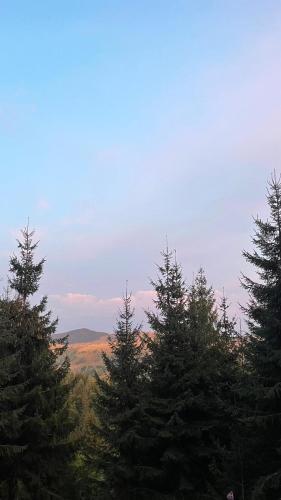 a group of pine trees against a blue sky at Hidden Valley in Muntele Cacovei