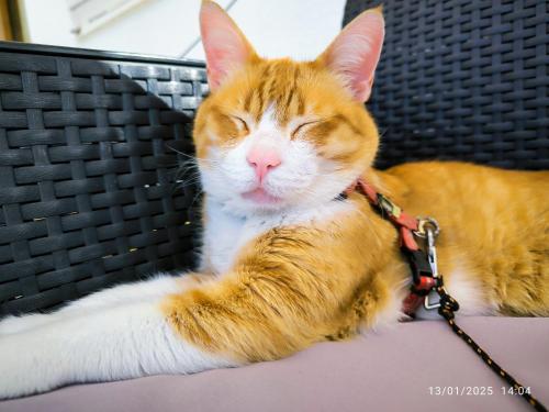 an orange and white cat laying on a chair at Residencia Quinta do Poço Guesthouse in Sagres