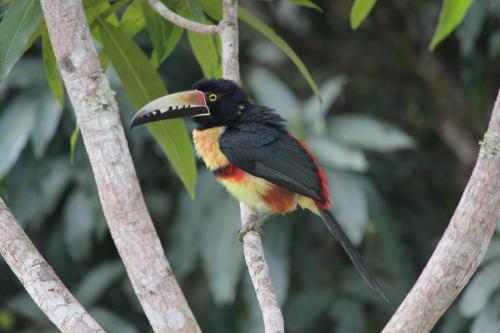 a bird with a long beak sitting on a tree branch at Nature Resort in Bermudian Landing
