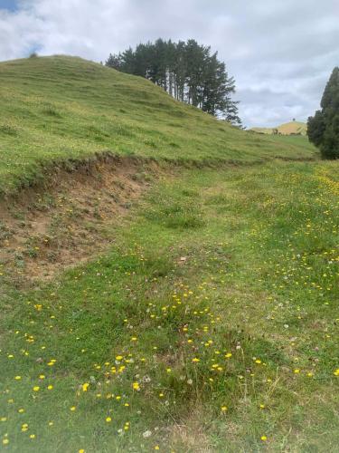 a grassy hill with yellow flowers in a field at Avon Cabin by Tiny Away in Huiroa