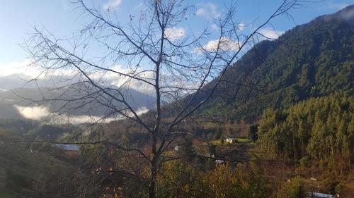 a tree in the foreground with a mountain in the background at Cabaña Ugarit Chabranco Maihue Futrono in Futrono