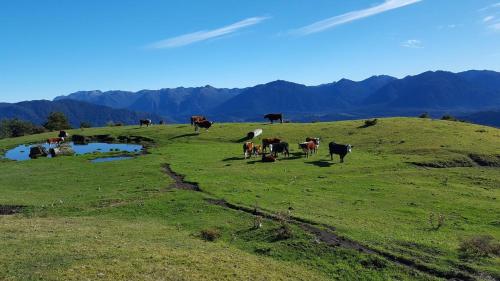 a herd of cows grazing on a grassy hill at Cabaña Ugarit Chabranco Maihue Futrono in Futrono