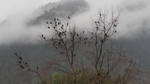 a flock of birds sitting on top of trees at Cabaña Ugarit Chabranco Maihue Futrono in Futrono