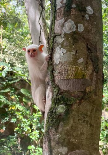 a white monkey standing on the side of a tree at Recanto Alter do Chão in Alter do Chao