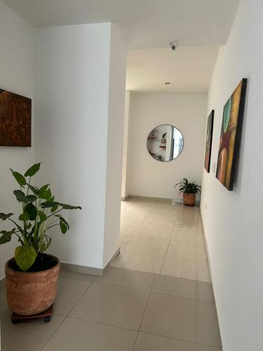 a hallway with a potted plant and a mirror at Hotel Violetas Del LLano in Yopal