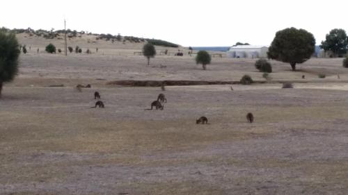 Animales en la casa vacacional o alrededores