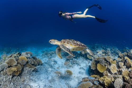 a person swimming over a coral reef with a turtle at Park Hyatt Maldives Hadahaa in Gaafu Alifu Atoll