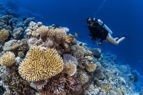 a person in the ocean looking at a coral reef at Park Hyatt Maldives Hadahaa in Gaafu Alifu Atoll