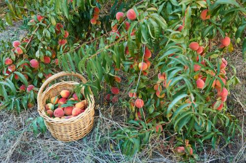 Taman di luar Burnside Organic Farm