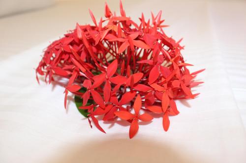 a bunch of red flowers sitting on a table at Dilsara Accommodation in Tangalle