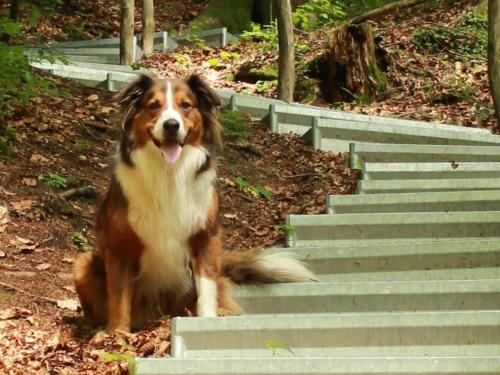 a brown and white dog sitting on some stairs at Thalerbauer Ferienwohnungen in Wackersberg