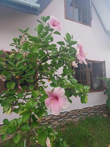 a tree with pink flowers in front of a building at La Banane Rouge Self Catering in La Digue