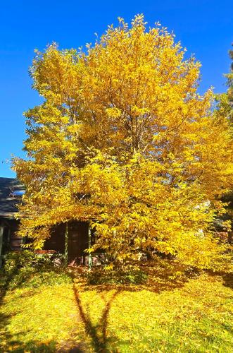 a tree with yellow leaves in front of a house at Łapszanka 29 in Łapszanka