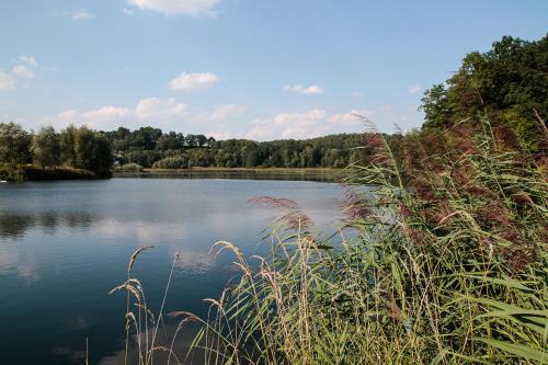 a view of a lake with tall grass at Ferienwohnung zur alten Tischlerei in Schlöben
