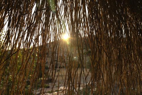 a view of the sun through the branches of a palm tree at Astipalya Likya Vadisi in Fethiye