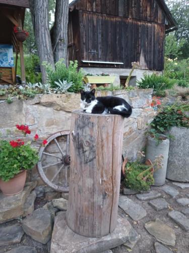 a black and white cat sitting on top of a wooden stump at Apartmán Margarétka in Liptovský Trnovec