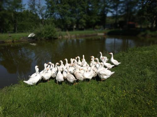 Goreń DużyにあるDomek nad stawemのギャラリーの写真