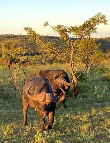 two elephants standing in the grass in a field at Fevertree Private Lodge in Warmbaths