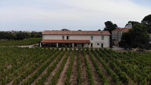 a house in the middle of a field of vines at Maison Stony - Gîtes & Vignoble in Frontignan