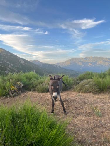 Příroda nedaleko venkovského domu