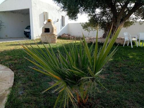 a plant in a yard next to a house at Villa with swimming pool in Djerba Midoun in Al Maqārisah