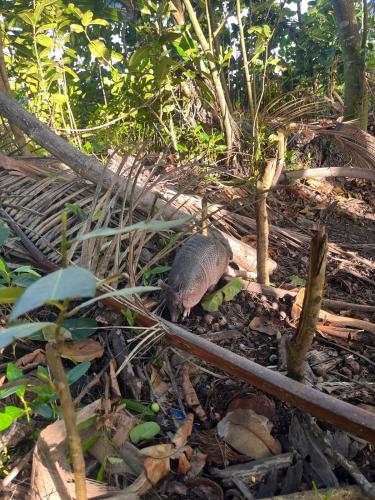 a small animal walking on the ground at HOUSE Of Rainbow in Tortuguero