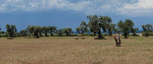 a horse in a field with trees in the background at Masseria Palombara Grande in Ostuni