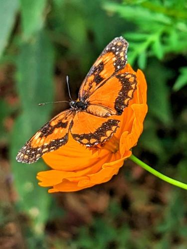 a butterfly sitting on top of an orange flower at Casa das Irmãs - Só Mulheres - Women Only in Vale do Capao