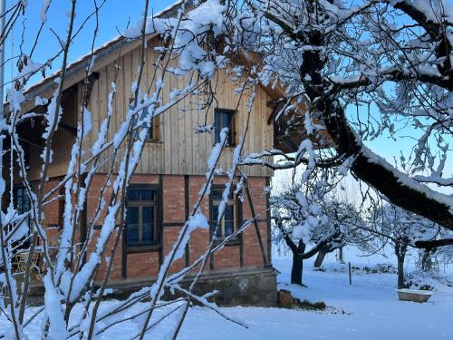 a house with snow on the branches of a tree at Salzhaus in Amsoldingen