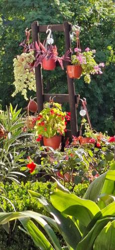 a group of potted plants on a wooden rack at Vila Jovana in Vrdnik