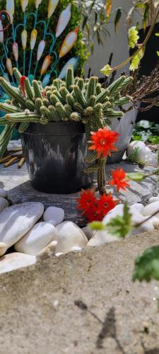a potted plant and a cactus in a pot at Vila Jovana in Vrdnik