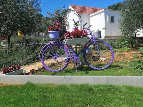 House Marie's Lavander Dream