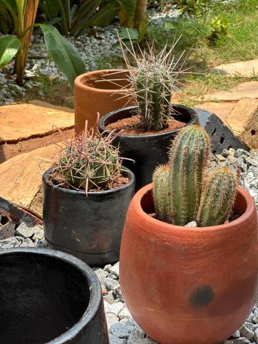 a group of four pots with plants in them at villa San Miguel de Allende in Abomey-Calavi