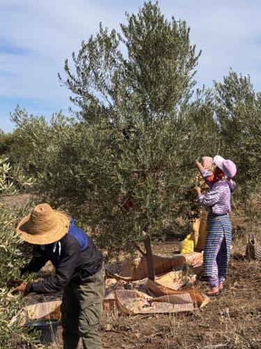 two people are standing in front of a tree at Bhalil Farm House in Sefrou