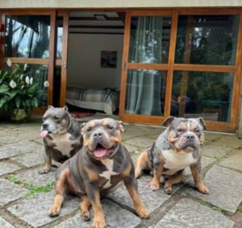 a group of three dogs sitting in front of a house at Chalé Duzé Itaipava in Itaipava