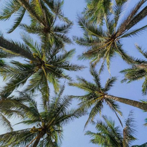 a group of palm trees against a blue sky at The Yen Ocean Villa - Private An Bang Beach Villa in An Bang