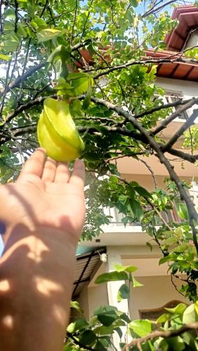 a hand reaching up to pick up a lemon from a tree at Sunrise Relax Inn in Beruwala