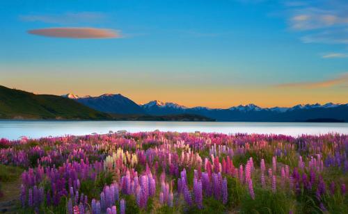 a field of purple flowers next to a body of water at Lake Views at Antler Lodge in Lake Tekapo