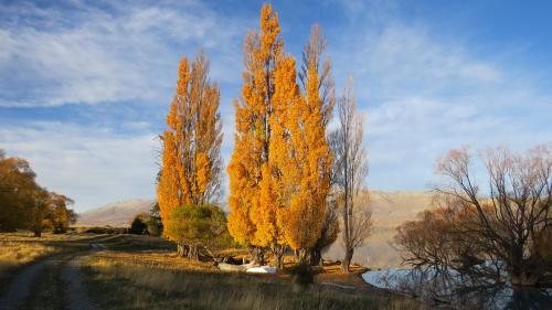a group of trees on the side of a road at Lake Views at Antler Lodge in Lake Tekapo