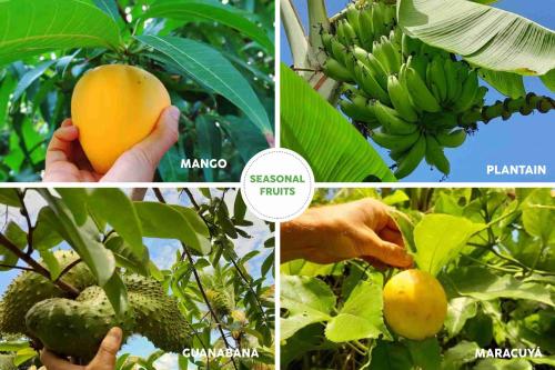 a collage of pictures of bananas and other fruits at Beach House with AC Surrounded by Nature in Moñitos