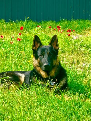 a dog laying in the grass in a field at Napoli Nataxtari hotel,pool,bar,kamping in Natakhtari