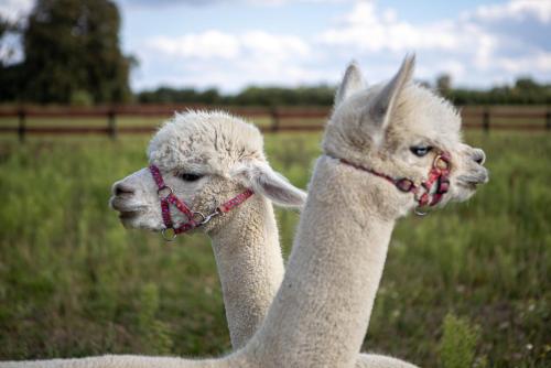 two llamas with chains on their faces in a field at Zagroda Zabłocie Jurty in Zabłocie