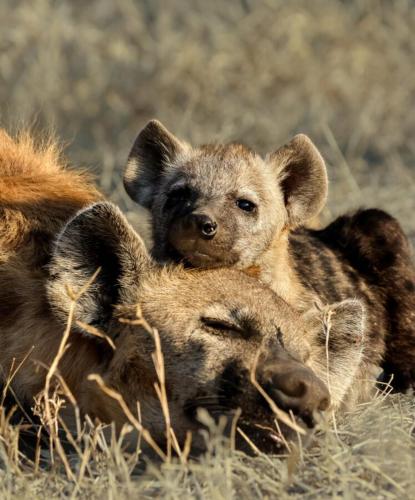 two baby hyenas laying on top of each other at Leopard Hills Private Game Reserve in Sabi Sand Game Reserve