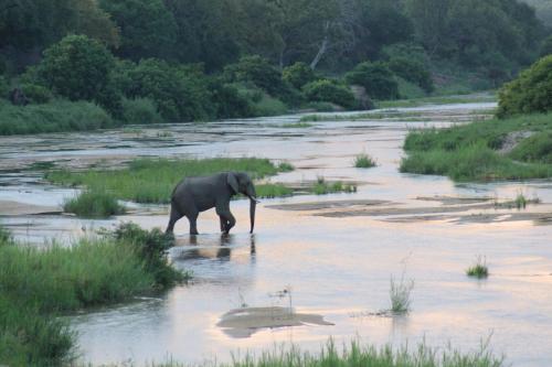 an elephant walking in the water in a river at Leopard Hills Private Game Reserve in Sabi Sand Game Reserve