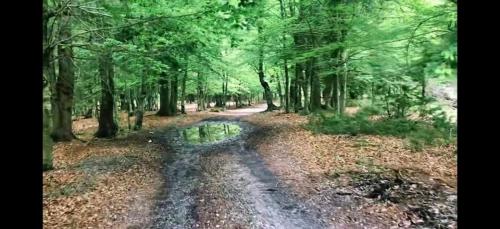 a dirt road in a forest with trees at Borbardha the 7 xhuxhat in Tropojë