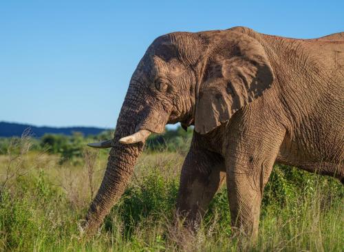 an elephant walking through a field of tall grass at Sediba Luxury Safari Lodge in Welgevonden Game Reserve