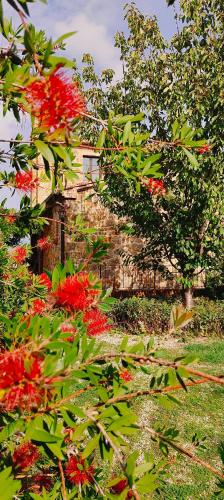 a bunch of red flowers in a garden at PassionToscane in San Giovanni dʼAsso